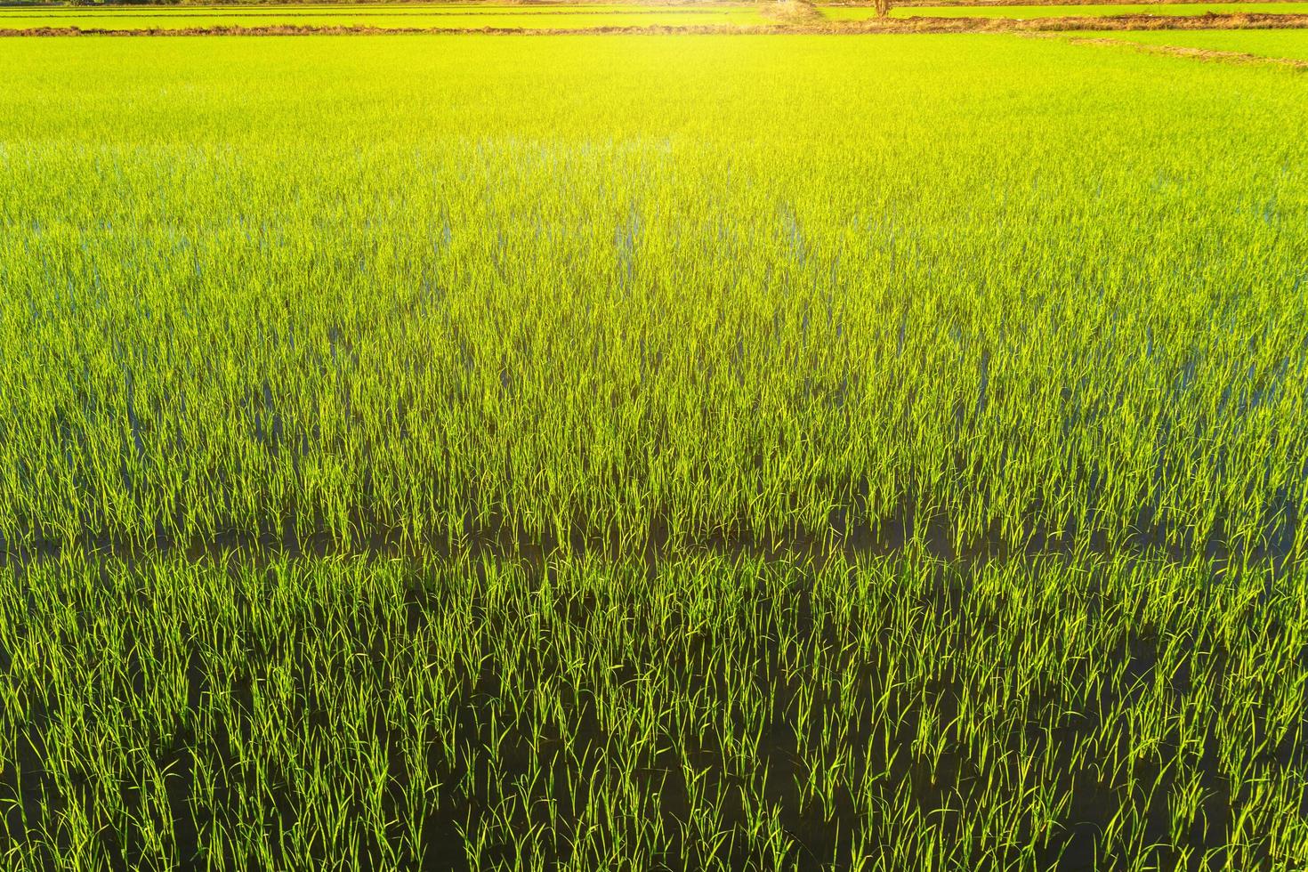 schönes grünes maisfeld mit sonnenunterganghimmelhintergrund. foto