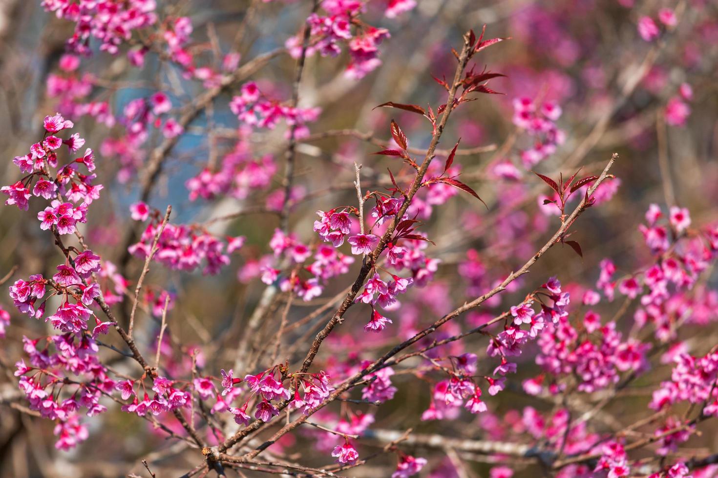 Kirschblüten-Prunus Cerasoides oder wilde Himalaya-Kirsche, riesige Tigerblume in Phu Lom Lo, Phetchaboon, Thailand. foto