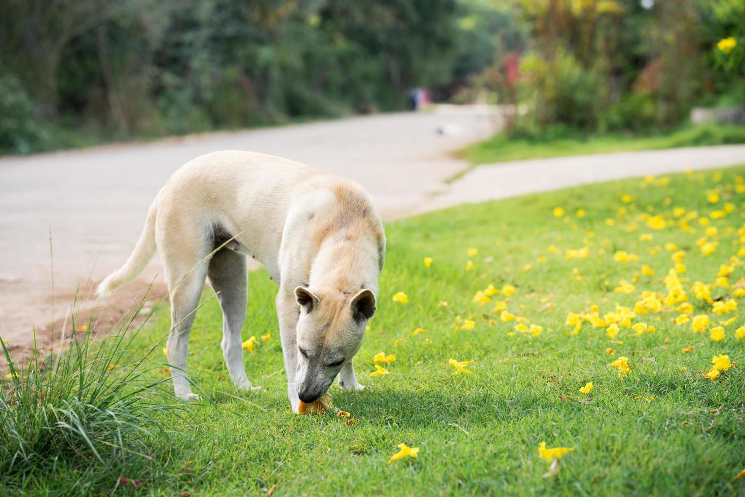 Hund isst Pizza auf grünem Rasen. Tier hat Hunger. Freiraum. foto