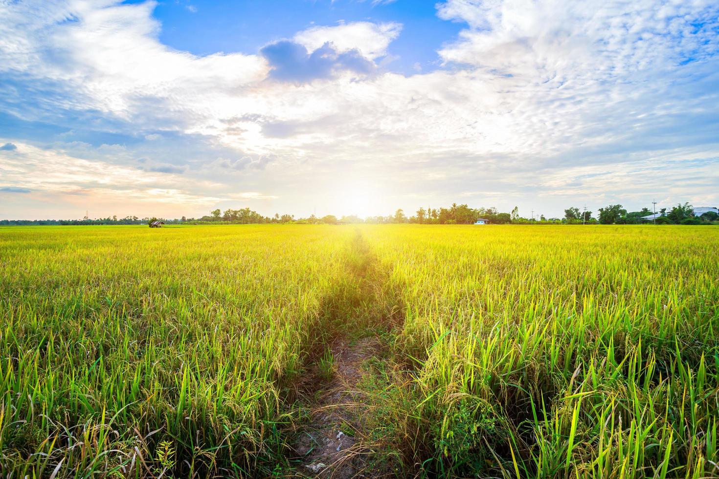 schönes grünes maisfeld mit sonnenunterganghimmelhintergrund. foto