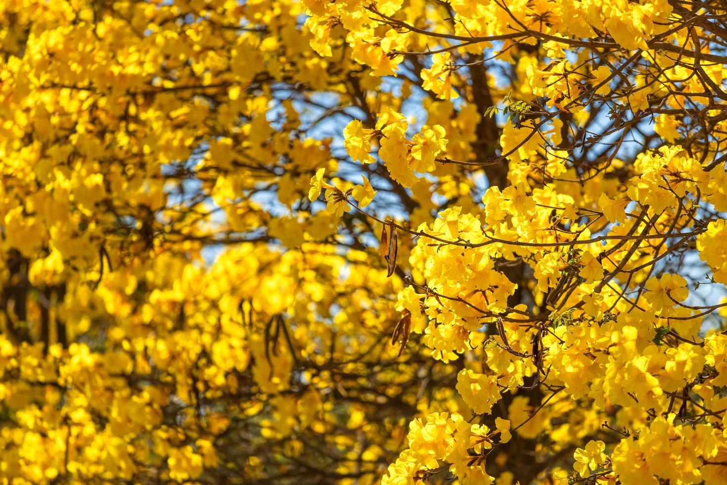 Goldener Trompetenbaum im Park auf blauem Himmelshintergrund. foto