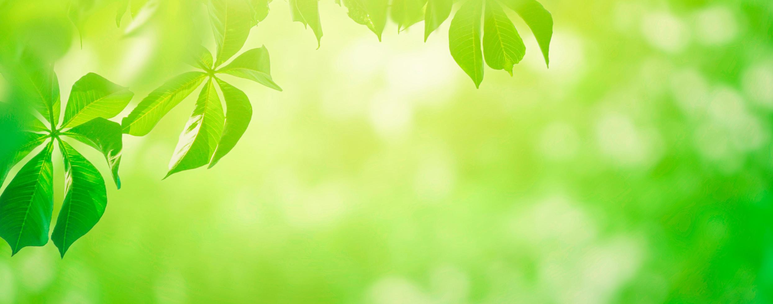 Nahaufnahme schöner Panoramablick auf grüne Blätter der Natur auf verschwommenem Grünhintergrund mit Sonnenlicht foto