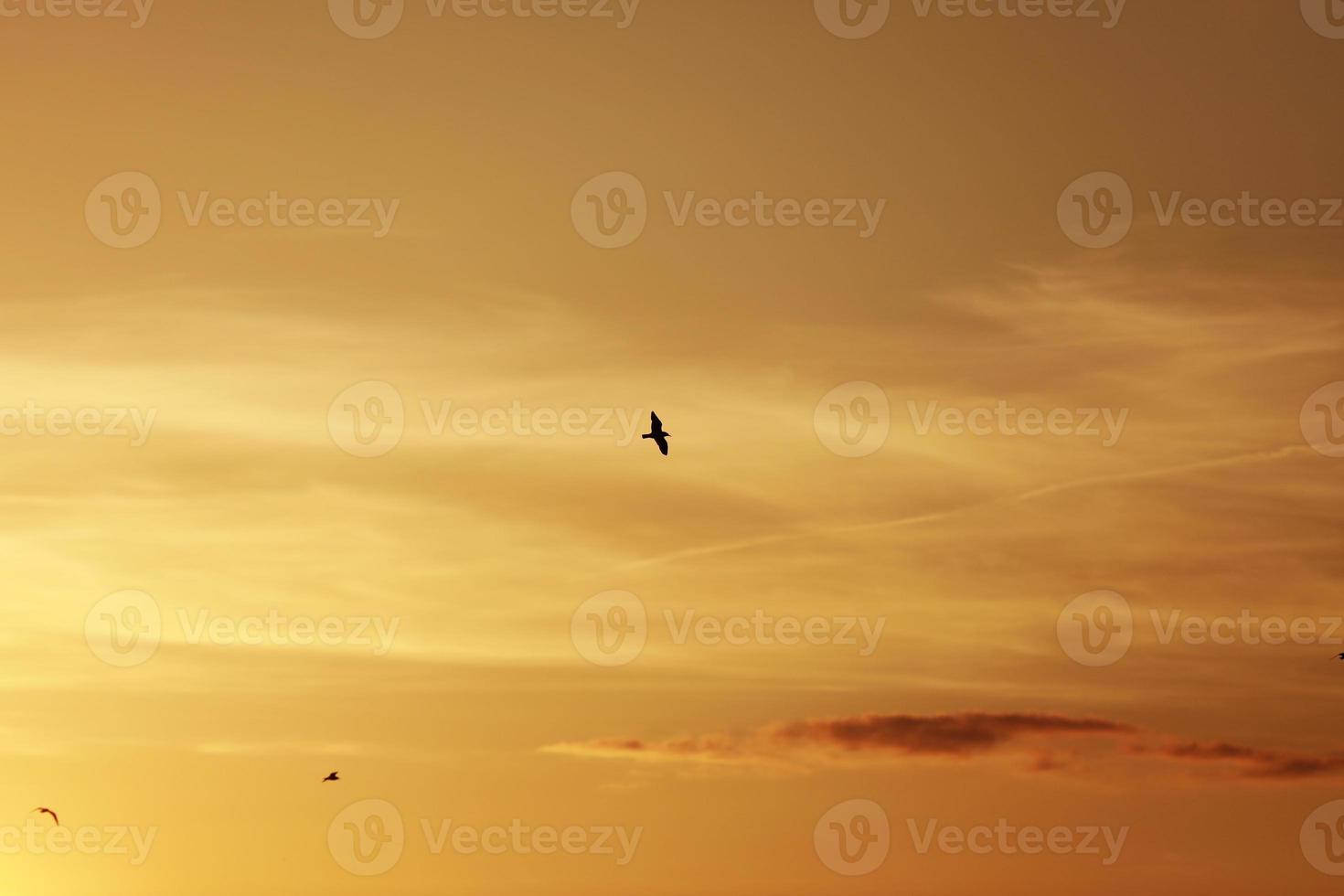 Himmel vor Sonnenuntergang, Vögel am Himmel. Vogel fliegt bei Sonnenuntergang und Dämmerung vor Regen Himmelshintergrund foto