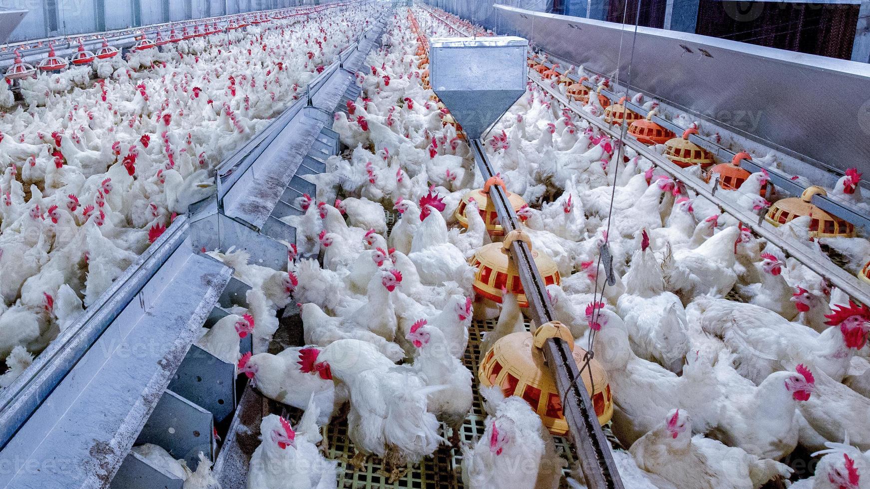 Geflügelfarm mit Hühnchen. Tierhaltung, Wohnungswirtschaft zum Zwecke der Fleischwirtschaft, Weißhühnerfutter in Innenhaltung. lebendes Huhn für die Fleisch- und Eierproduktion in einem Lager. foto