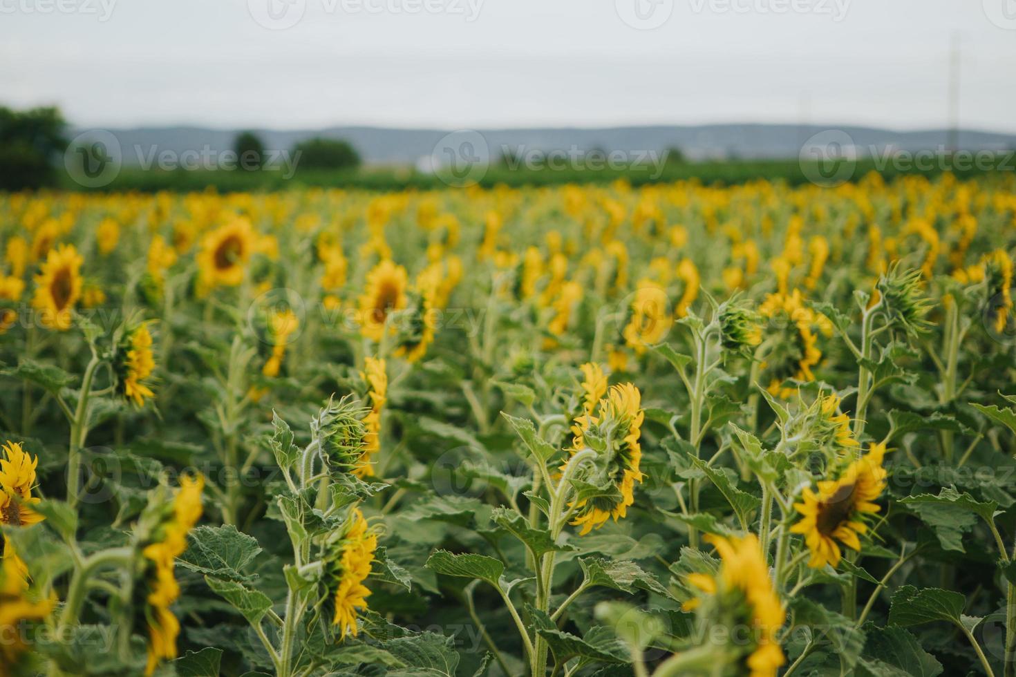 Feld der Sonnenblumen foto