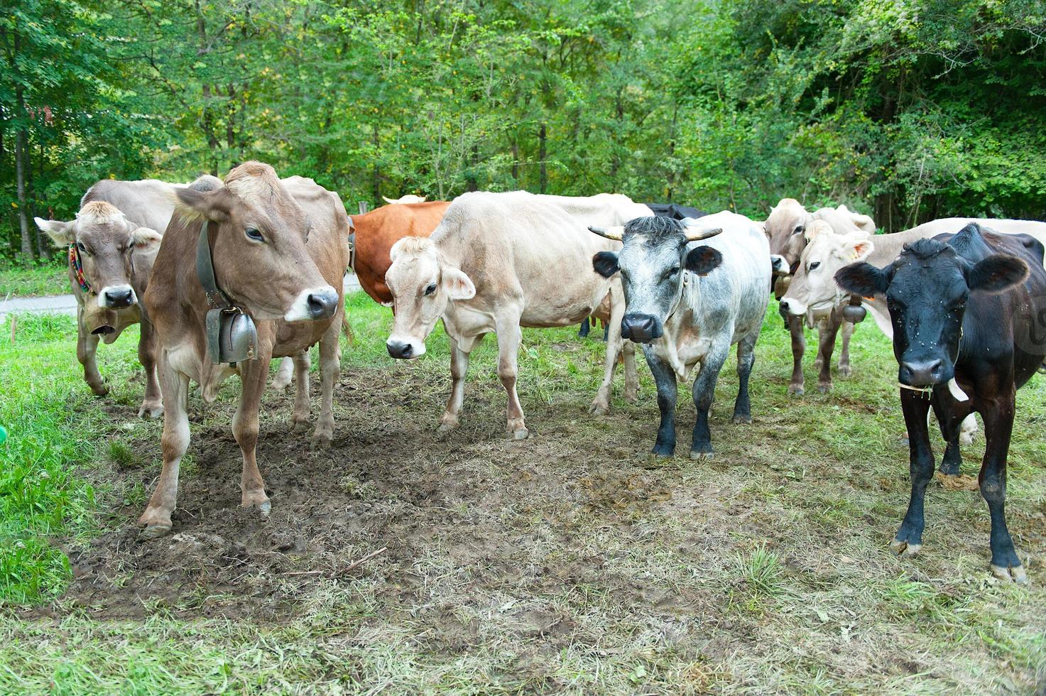 einige Kühe vor dem Melken foto