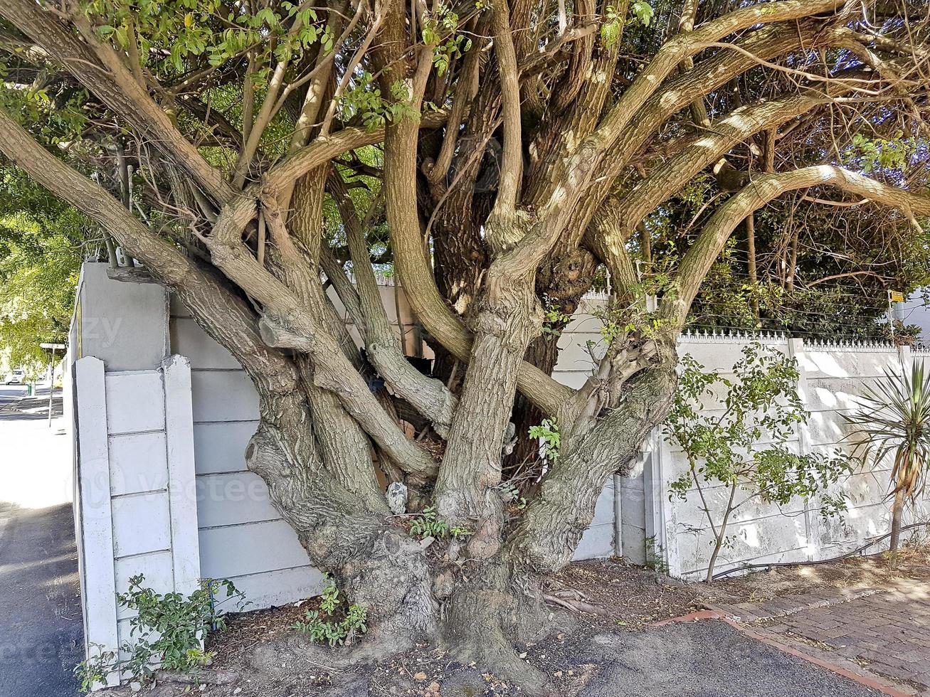 großer afrikanischer einzigartiger mehrstämmiger baum in kapstadt. foto