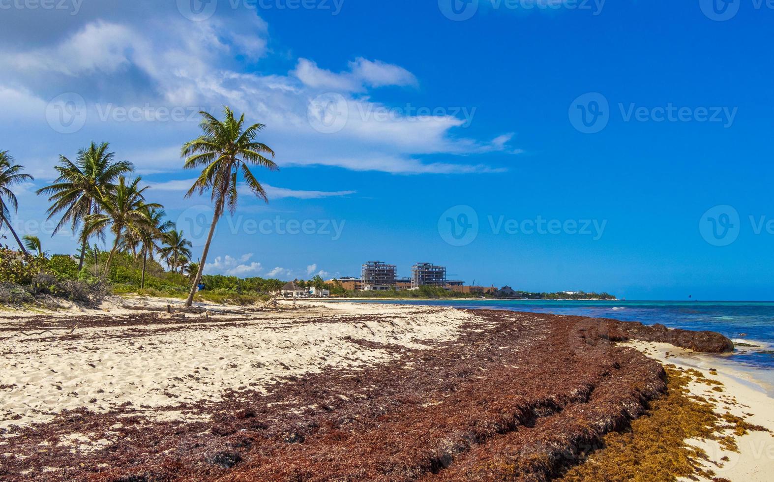 Sehr ekelhafter roter Seetang Sargazo Strand Playa del Carmen Mexiko. foto