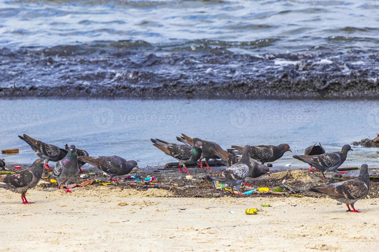tauben vögel fressen von angeschwemmten angeschwemmten müllverschmutzung brasilien. foto