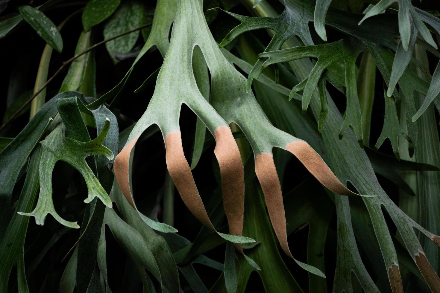 Pflanze, deren Blätter wie Finger aussehen foto