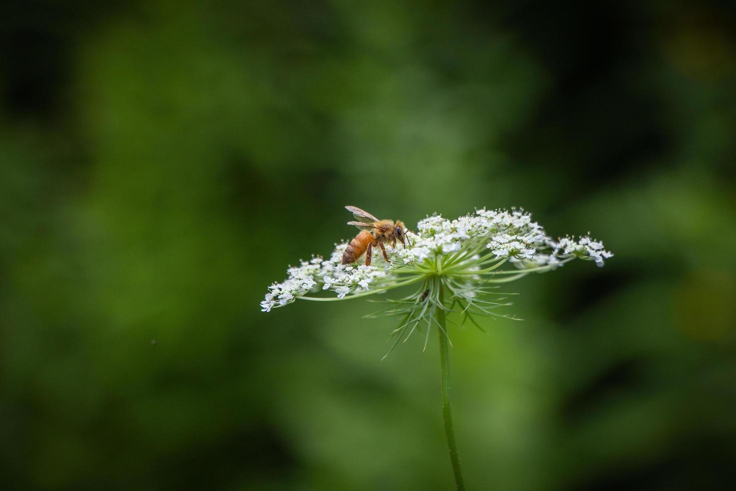 Biene bestäubt eine Blume foto