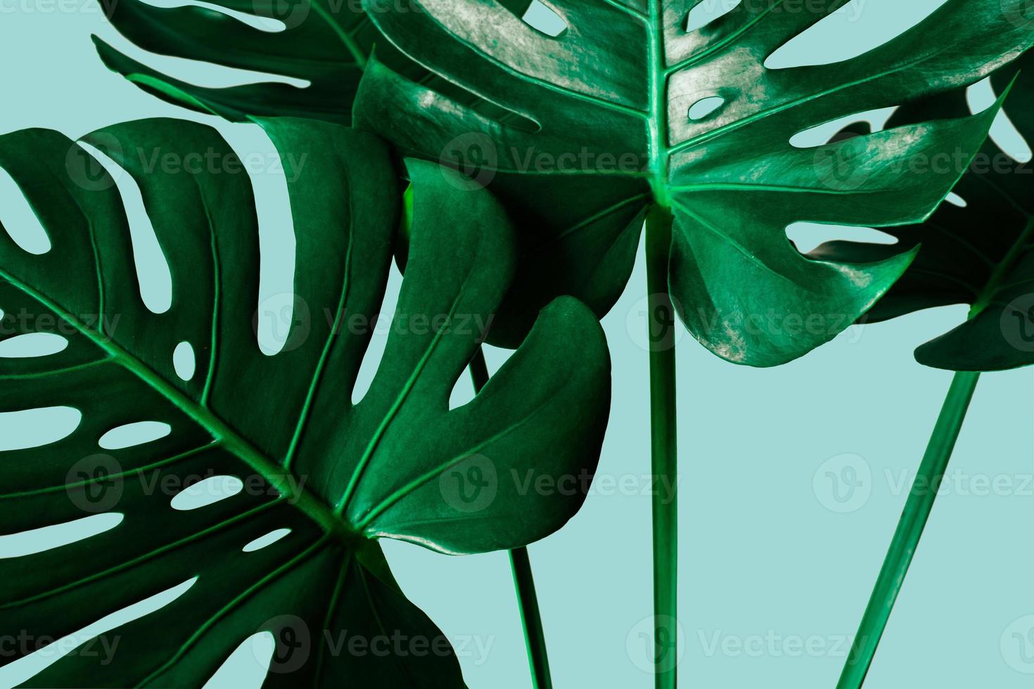 Kreatives Naturlayout aus tropischen Blättern auf pastellblauem Hintergrund. foto