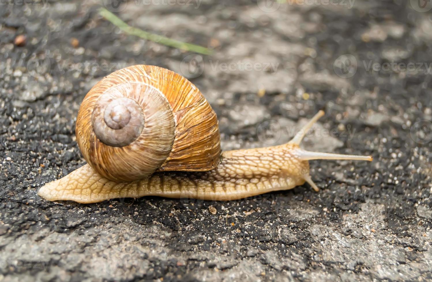 große Gartenschnecke im Schneckenhaus kriecht auf nasser Fahrbahn foto