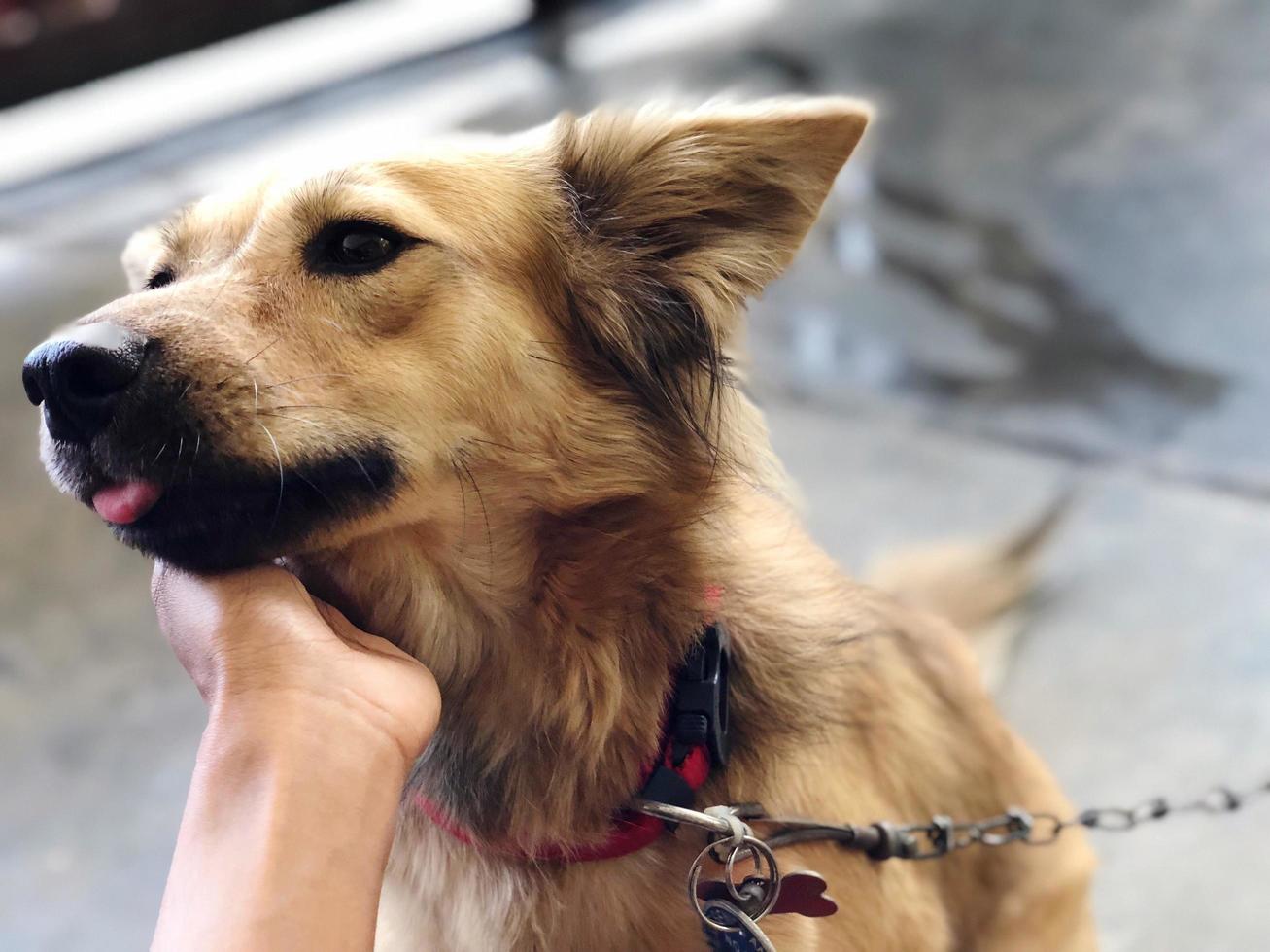 Landschaftsfoto von braunem Hund foto