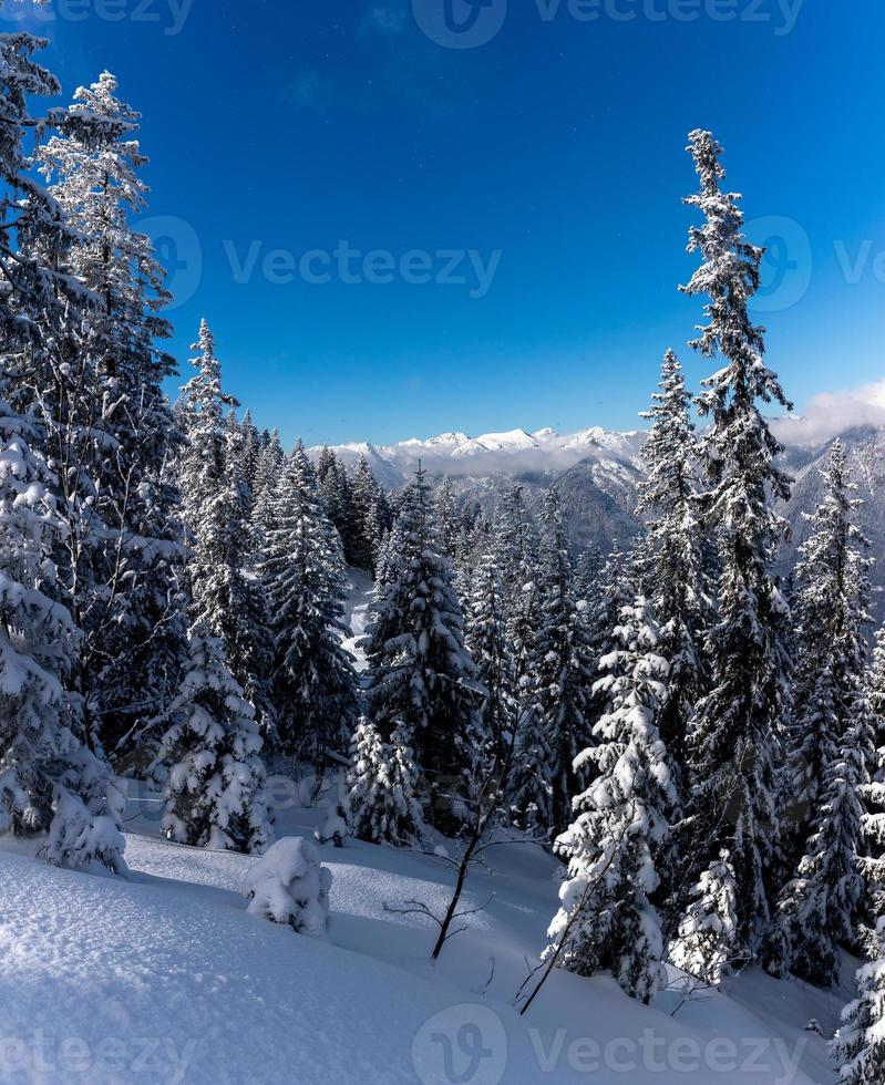 schneebedeckte Kiefern mit bewölkter Bergkette im Hintergrund foto