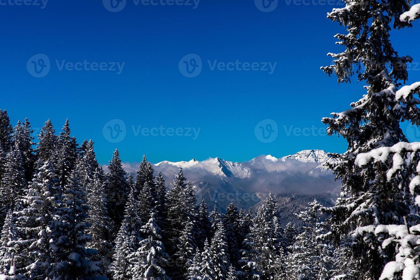 schneebedeckte Pinien mit Bergkette im Hintergrund foto