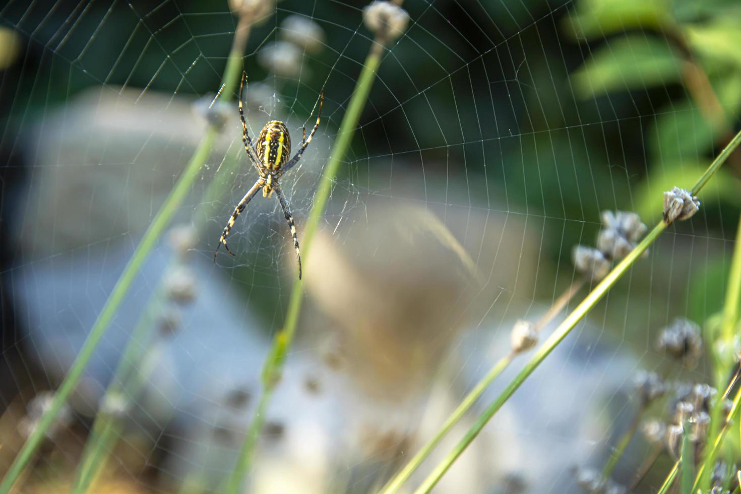 Garten gelb und schwarz gestreifte Wespenspinne auf einem Netz vor einem verschwommenen Gartenhintergrund foto