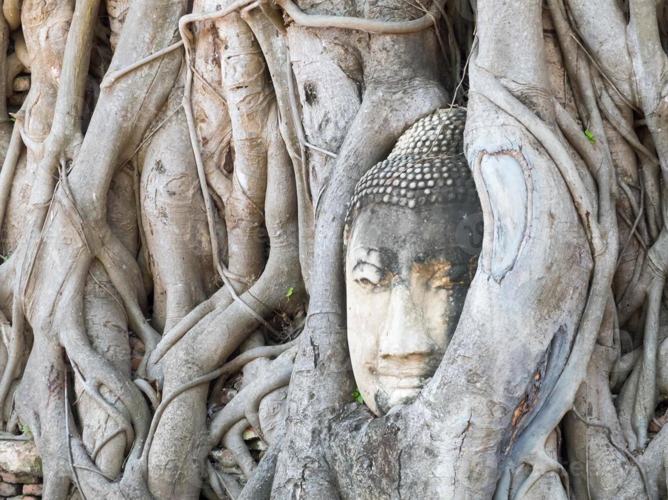 ayutthaya buddha kopfstatue mit gefangen in bodhi baumwurzeln bei wat maha that. foto