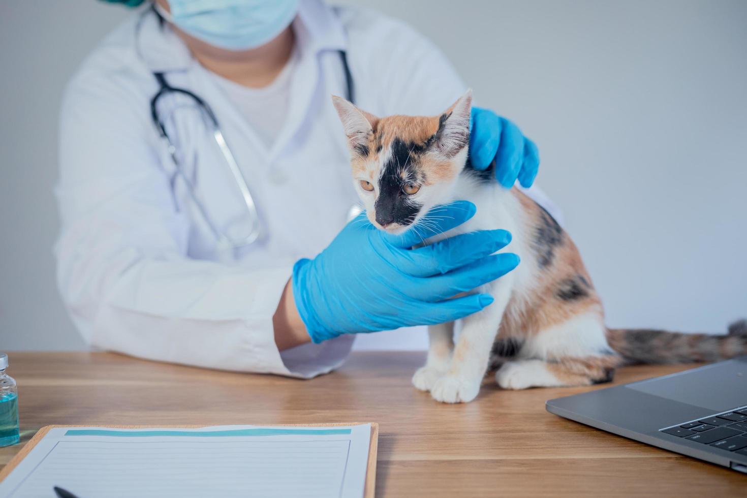 Der Tierarzt untersucht die Katze und impft sie. foto