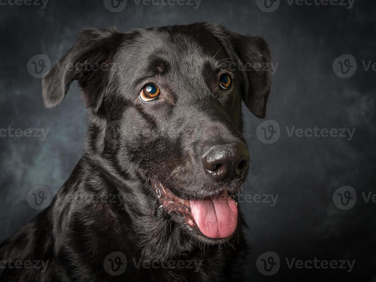 schwarzer Labrador Retriever foto