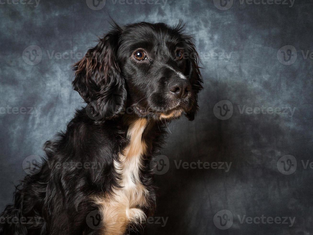 Cocker Spaniel Hund foto