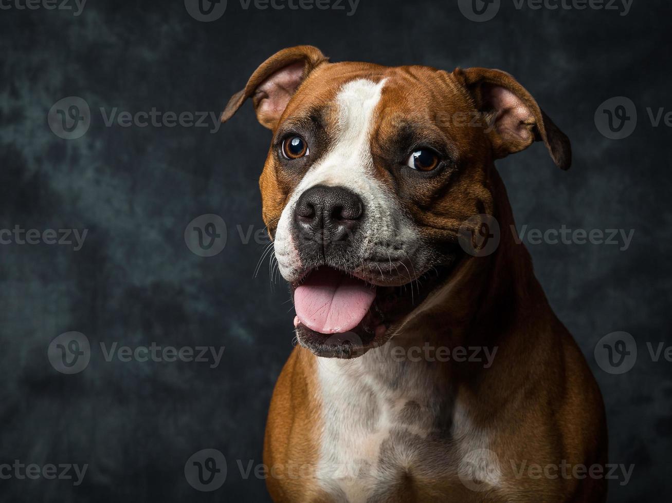 amerikanischer Bullenhund foto