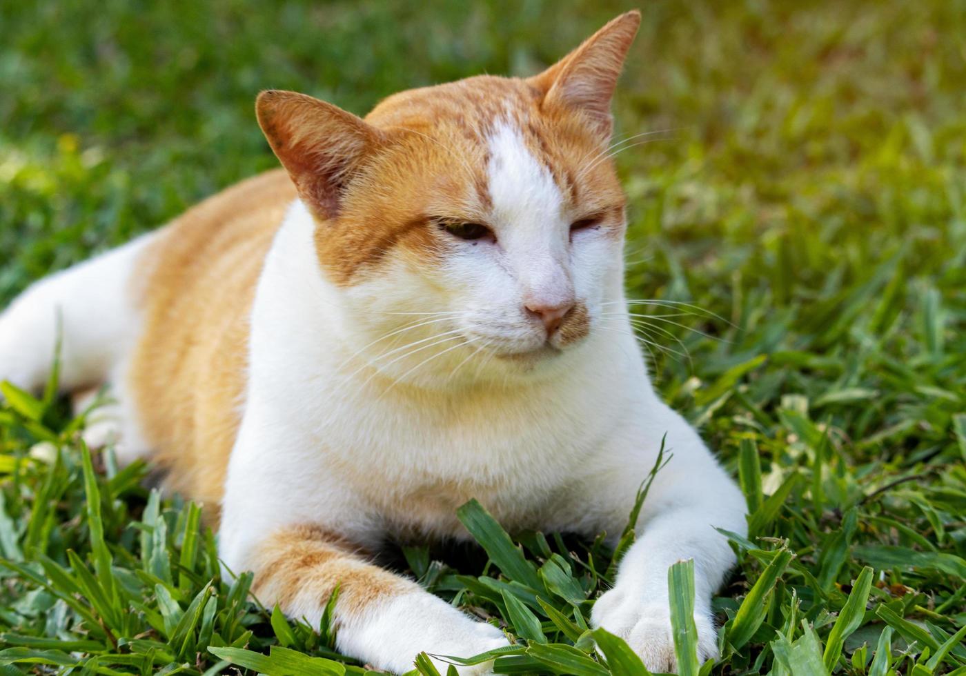 süße Katze liegt auf dem Gras und schaut in die Kamera foto