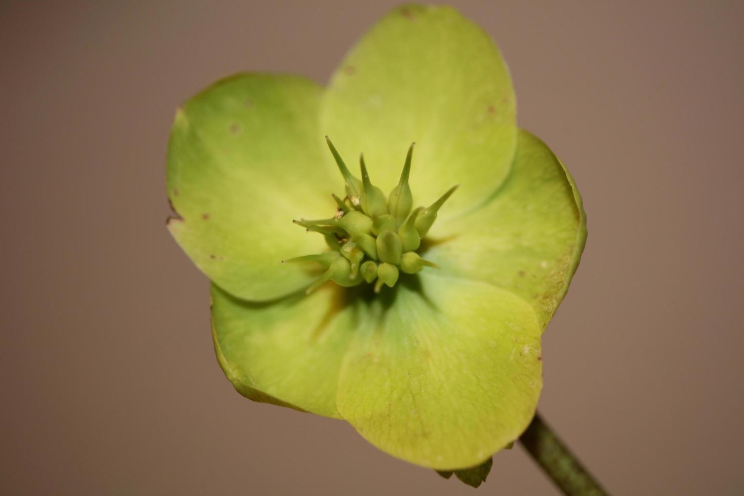 gelbe Blumenblüte Nahaufnahme Helleborus viridis Familie Ranunculaceae hochwertige große botanische Drucke foto