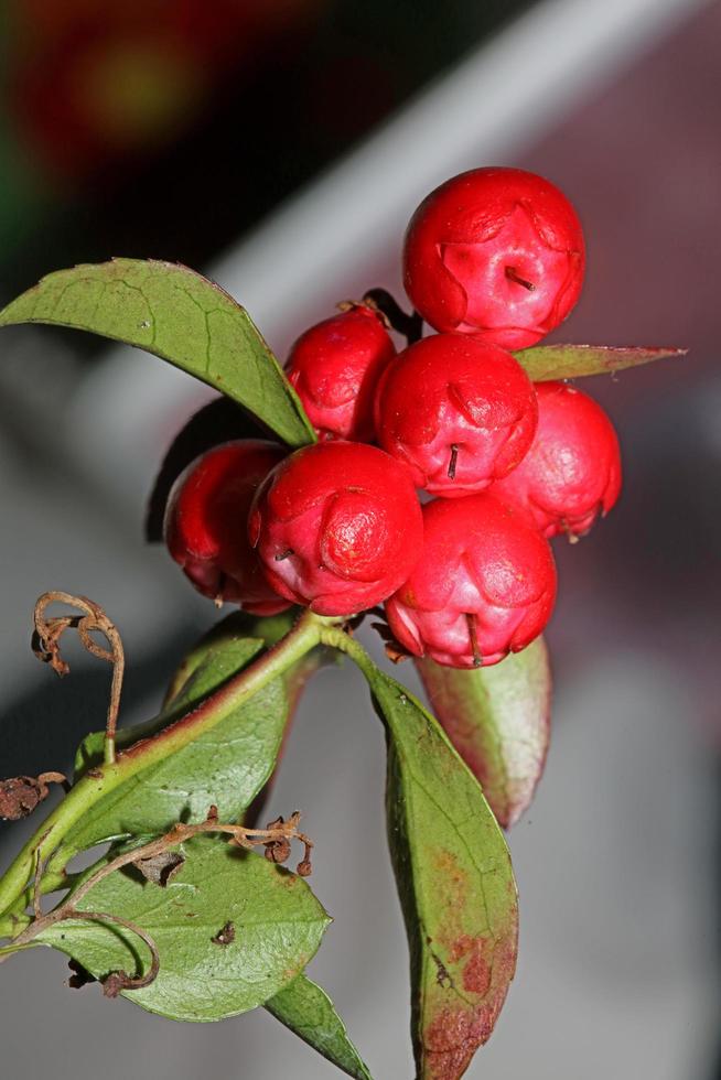 rote kleine Frucht Nahaufnahme botanischer Hintergrund Gaultheria Procumbens Familie Ericaceae große Größe hochwertige Drucke foto