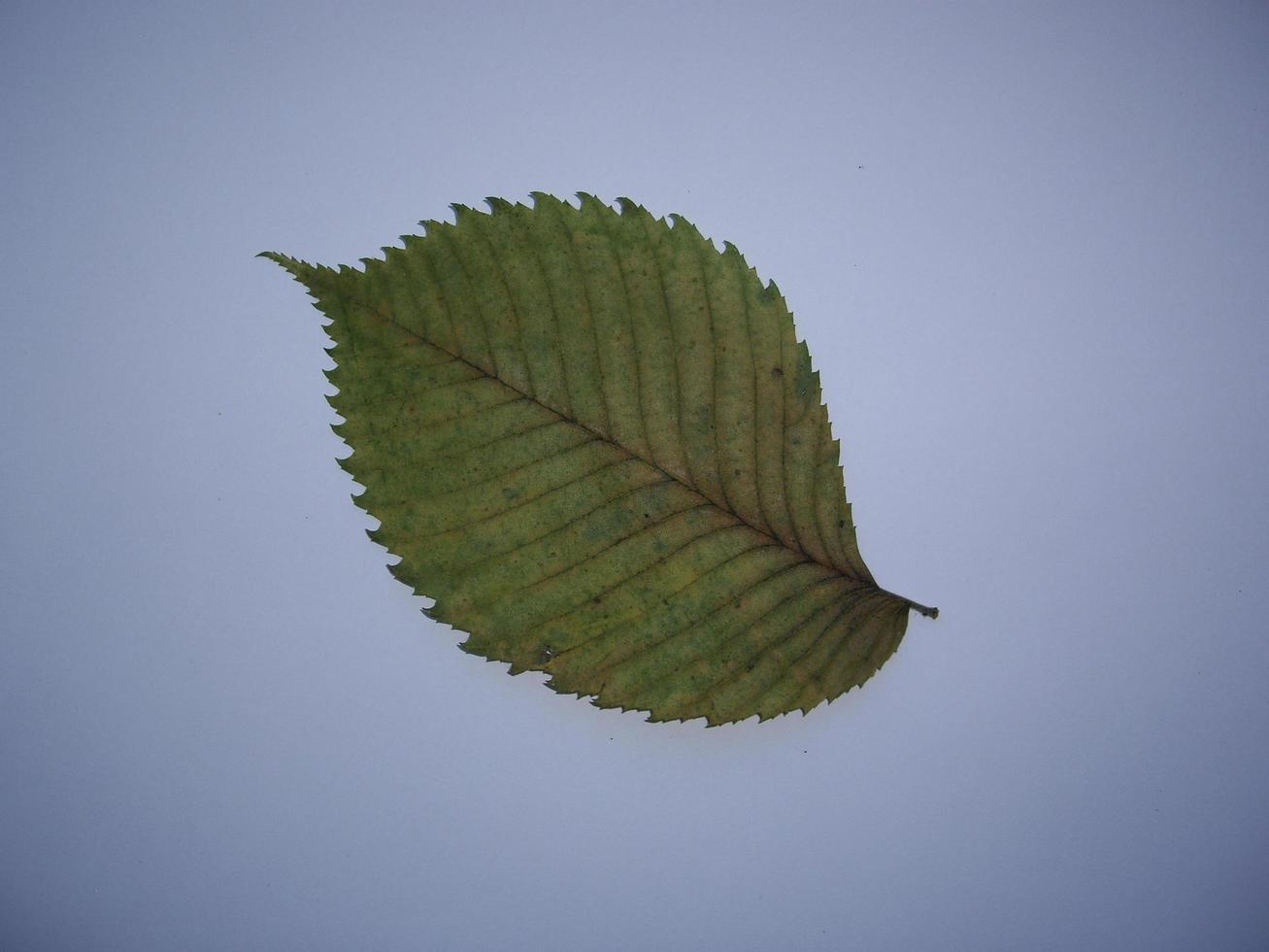 getrocknete Blätter von Bäumen und Pflanzen Herbarium auf weißem Hintergrund foto