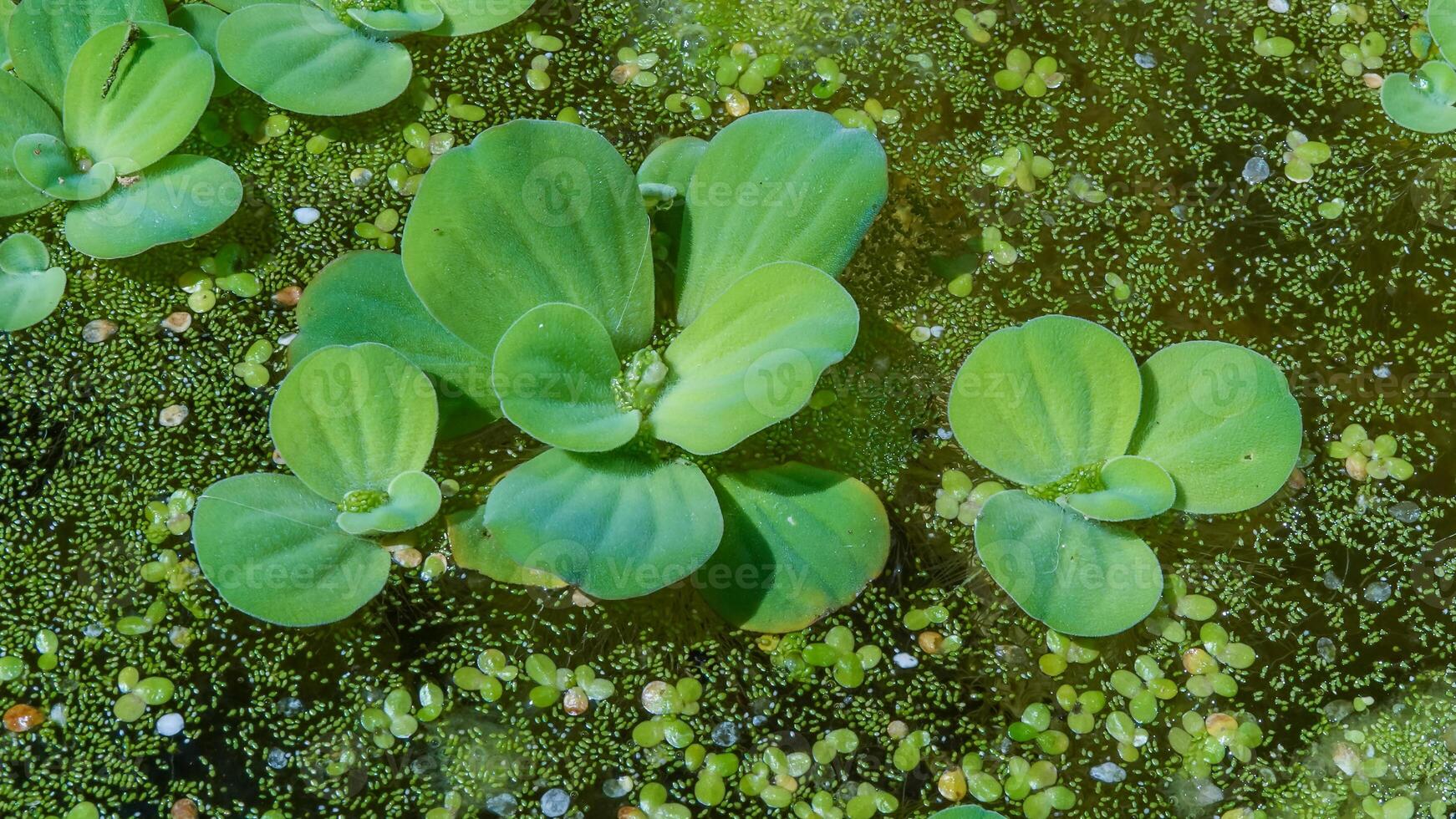 das kleinste blühen Pflanze Wolffia arrhiza und Wasserlinse Lemna turionifera foto