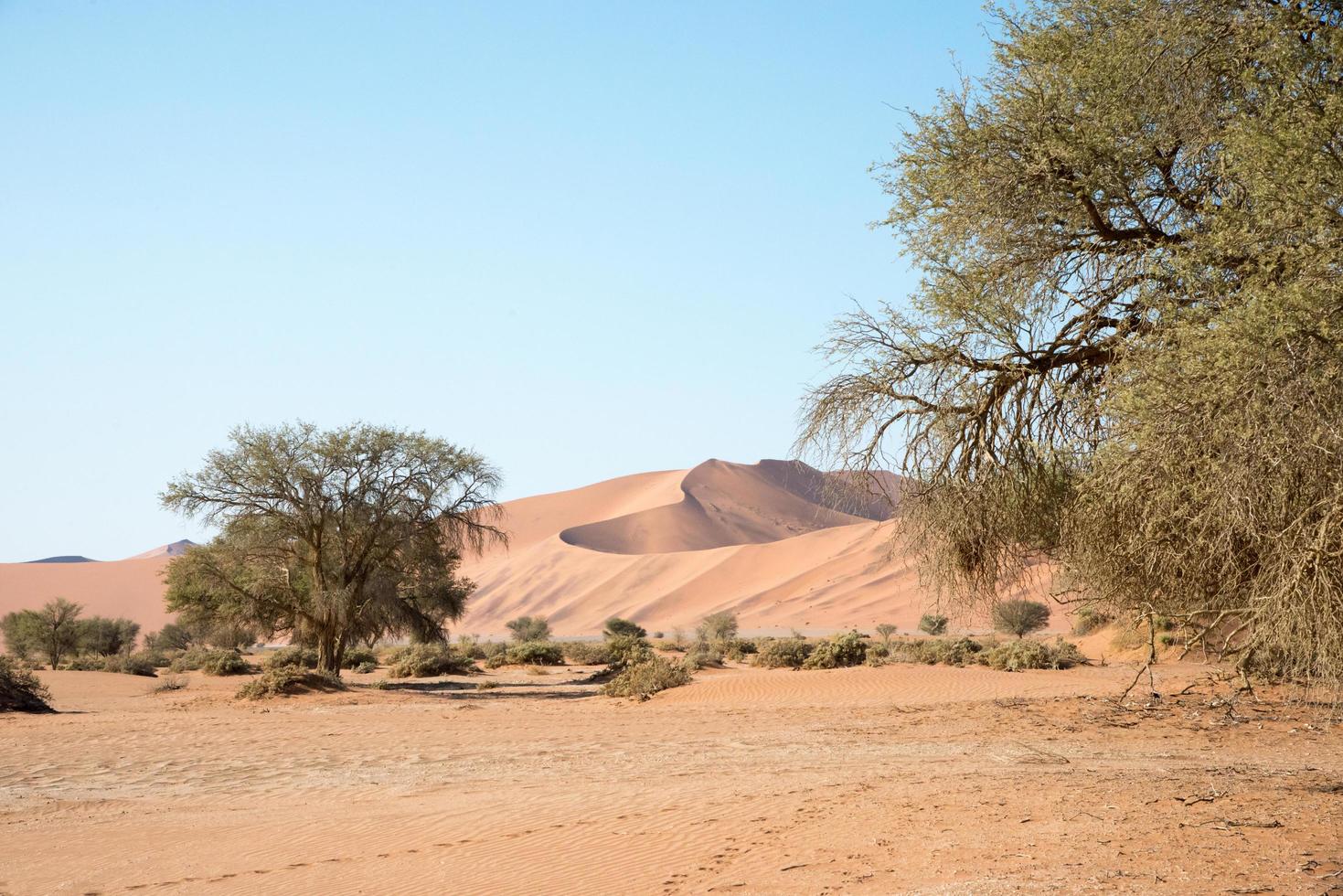 Landschaft der Namib-Wüste. Sanddünen und Bäume. Namibia foto
