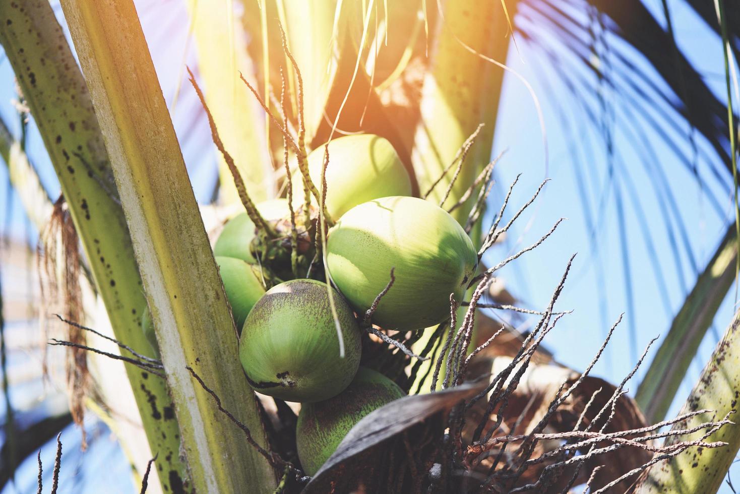 Palmfrucht Kokosnuss wächst im Sommer auf der Kokospalme foto