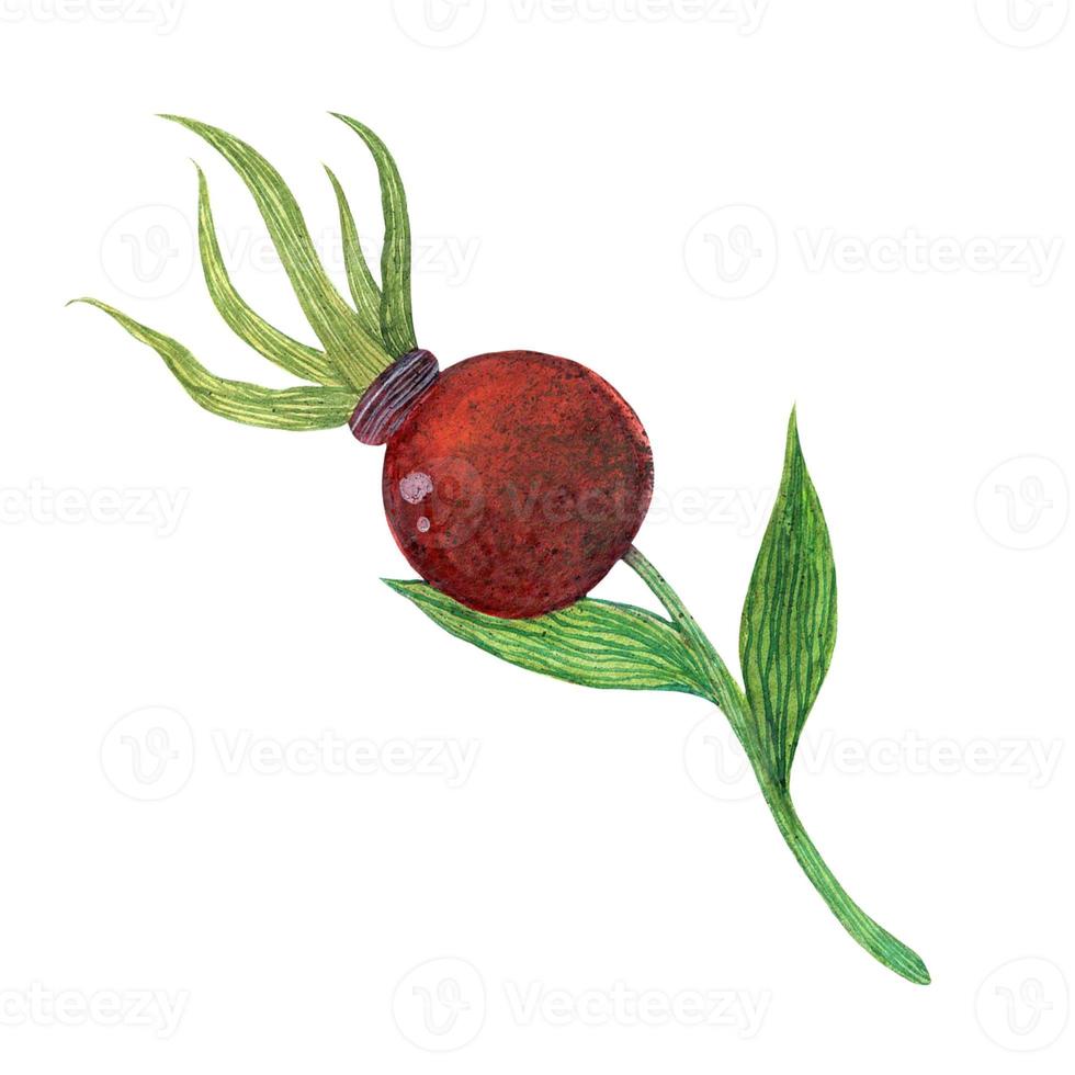 handgezeichnete Aquarell Hagebutte. botanische Illustration isoliert auf weißem Hintergrund. Reife rote Briarbeere auf einem Ast mit saftigen grünen Blättern. farbige saisonale Skizze, Wald Clipart. foto