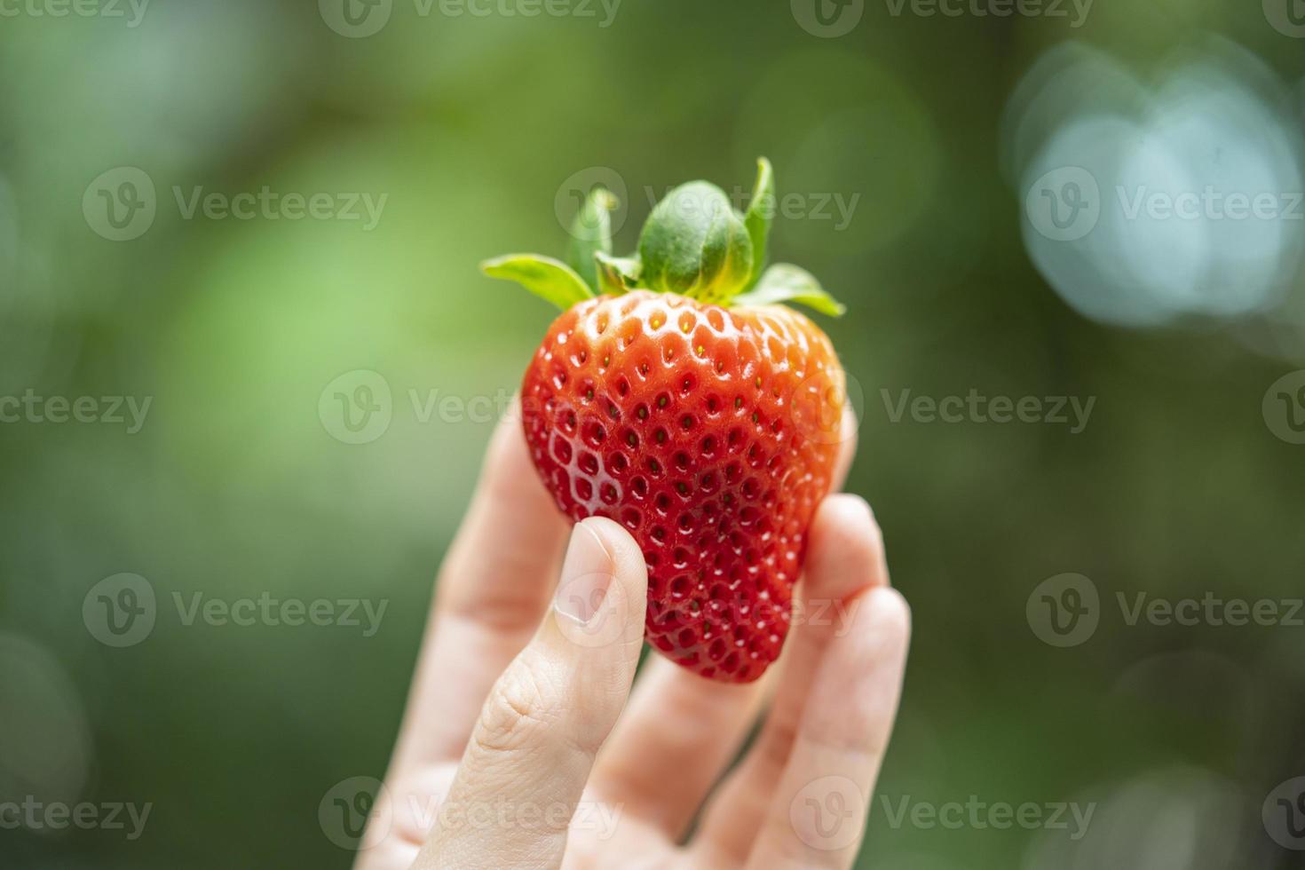 Erdbeere im Garten foto