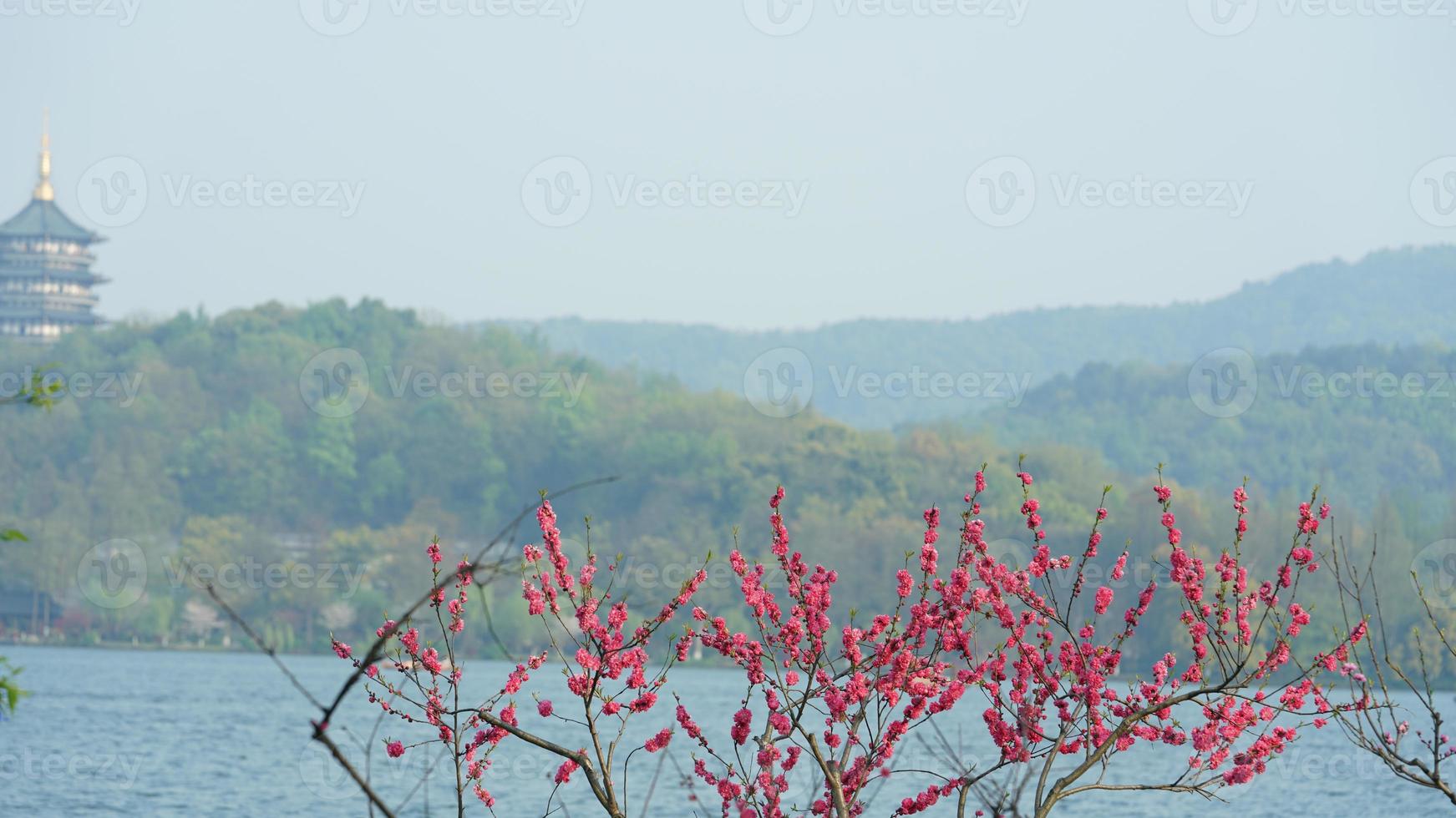 die wunderschönen Seenlandschaften in der chinesischen Stadt Hangzhou im Frühjahr mit einem alten Tempelturm am Ufer foto