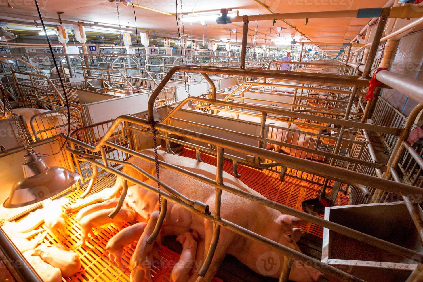 Schweinezuchtfarm im Schweinegeschäft in ordentlicher und sauberer Innenhaltung, mit Schweinemutter, die Ferkel füttert foto