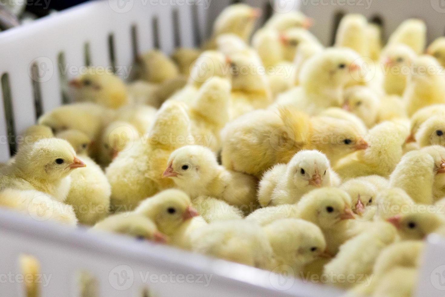 Babyhühner, die gerade auf Tablett geboren wurden, Geflügelgeschäft. Hühnerfarmgeschäft mit hoher Landwirtschaft und Einsatz von Technologie in der Landwirtschaft bei der Auswahl der Hühnchen-Gender-Prozesslinie foto