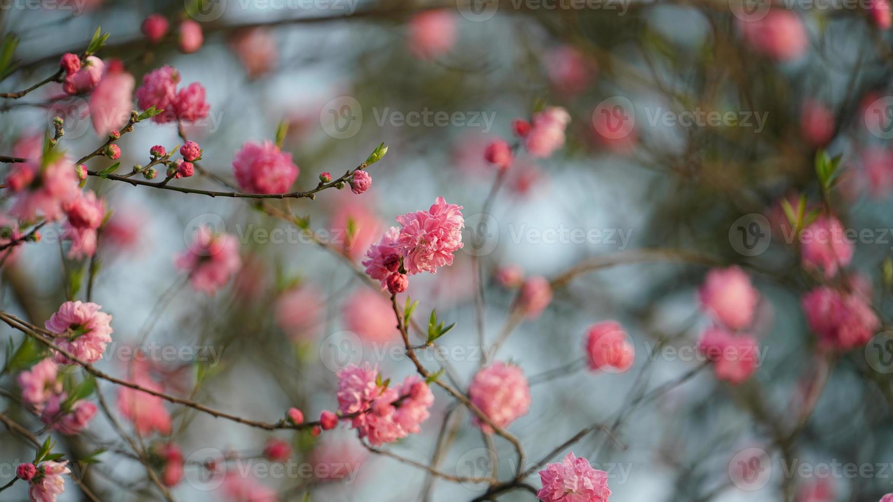 die schönen kirschblumen blühen im frühjahr im park in china foto