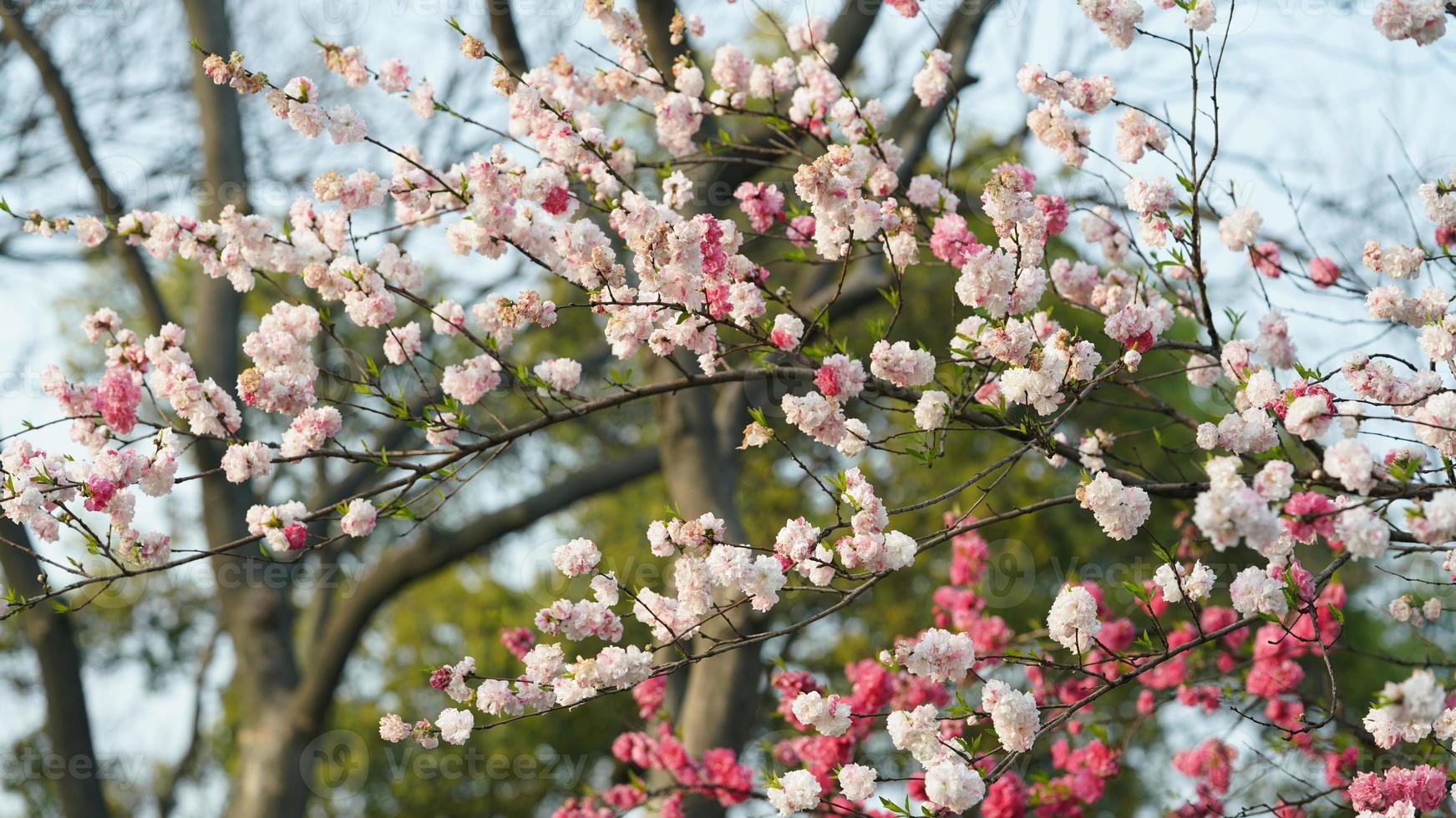 die schönen kirschblumen blühen im frühjahr im park in china foto