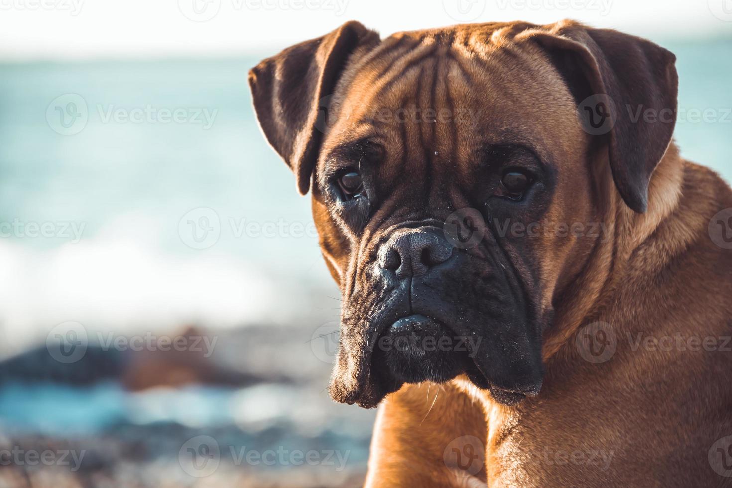 Boxerhund am Strand. Gesichtsausdruck und Posen. Platz kopieren foto