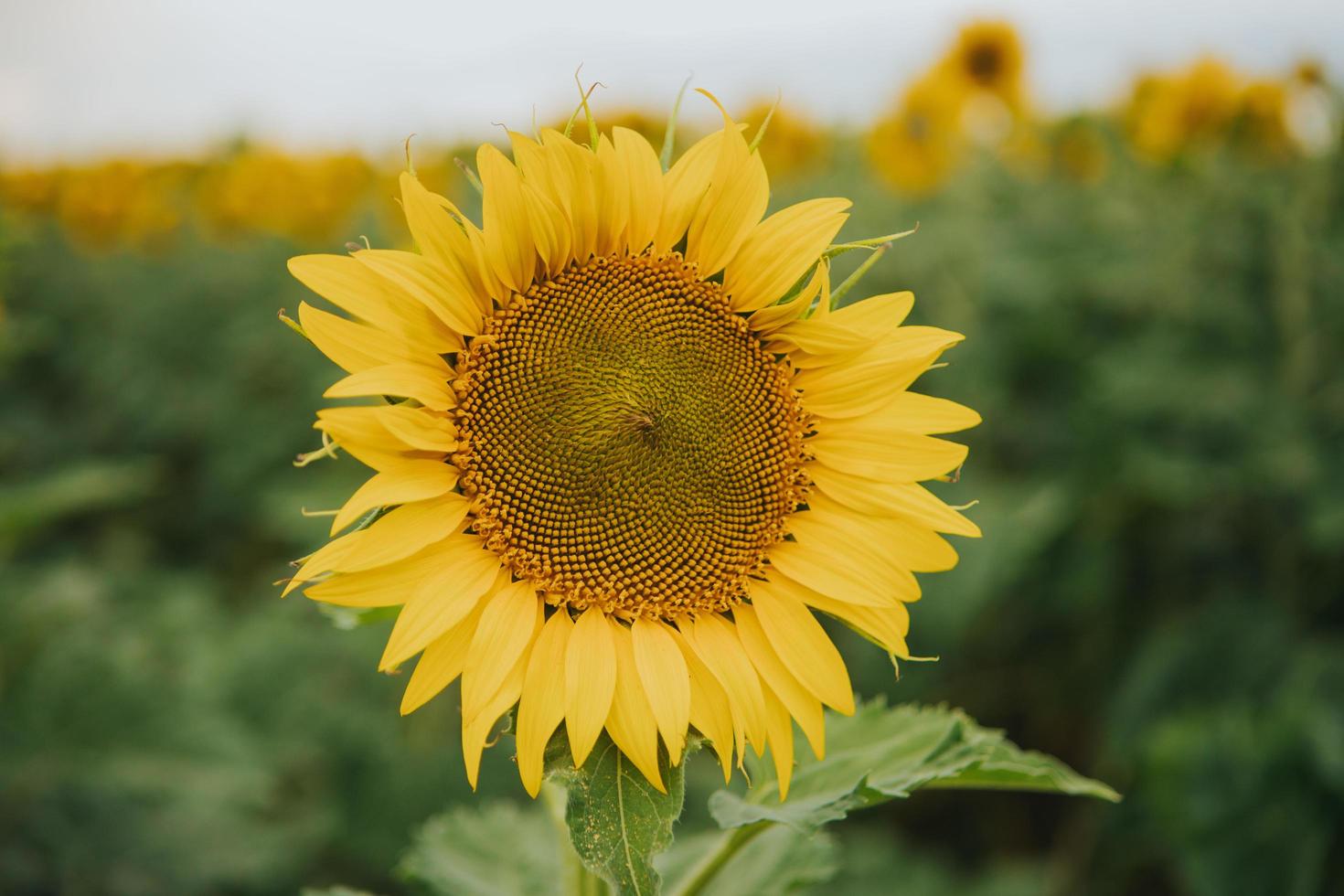 isolierte Sonnenblume im Feld foto