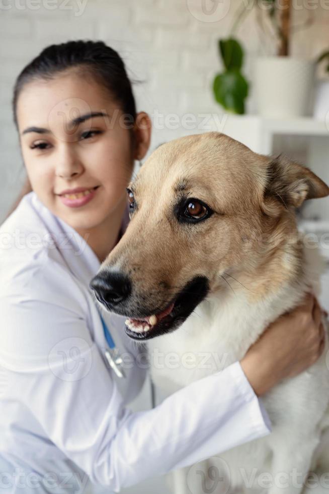 lächelnder Tierarzt, der Mischlingshund untersucht und bürstet foto