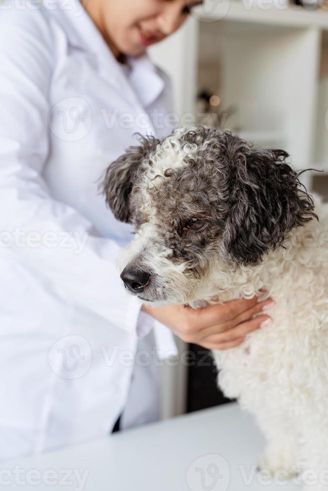 lächelnder Tierarzt, der Mischlingshund untersucht foto