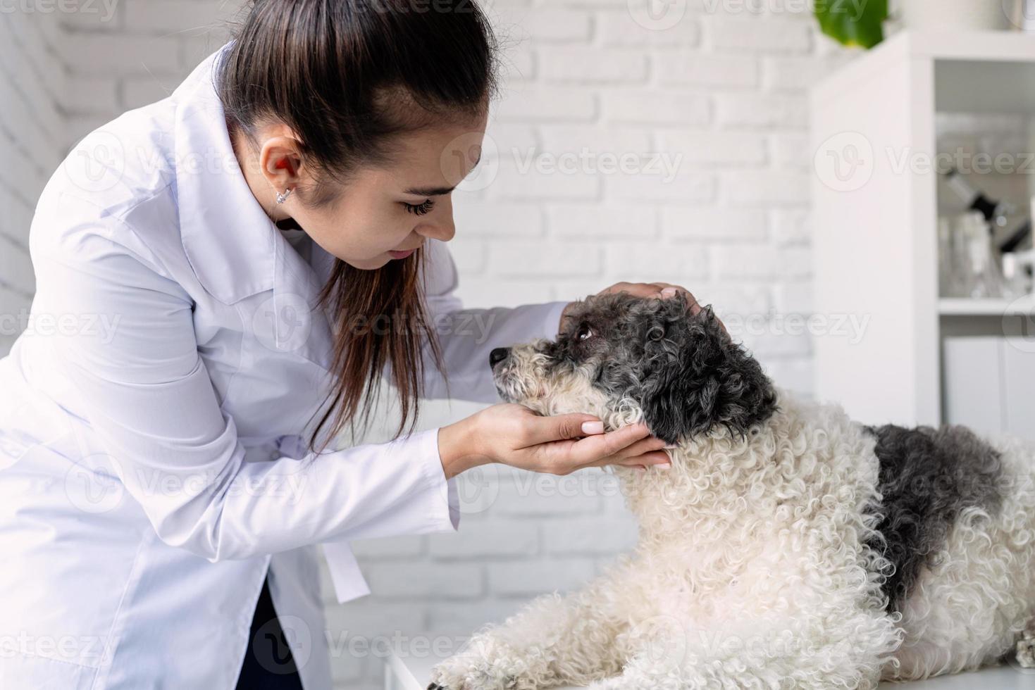 lächelnder Tierarzt, der Mischlingshund untersucht foto
