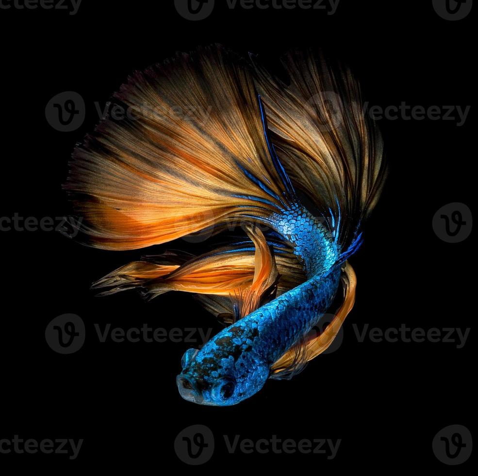Nahaufnahme Kunstbewegung von Betta-Fischen oder siamesischen Kampffischen auf schwarzem Hintergrund foto