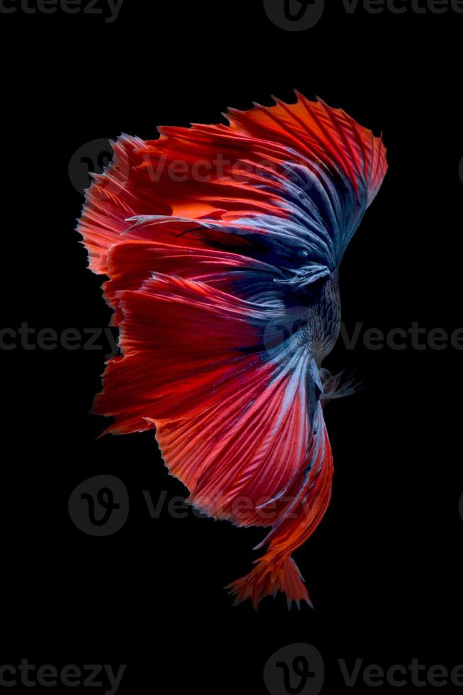 Betta Fisch oder siamesische Kampffische in Bewegung auf schwarzem Hintergrund isoliert. foto