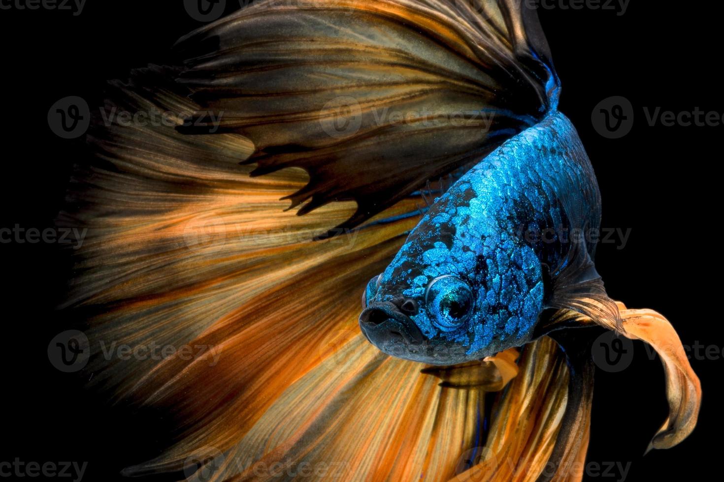 Nahaufnahme Kunstbewegung von Betta-Fischen oder siamesischen Kampffischen auf schwarzem Hintergrund foto