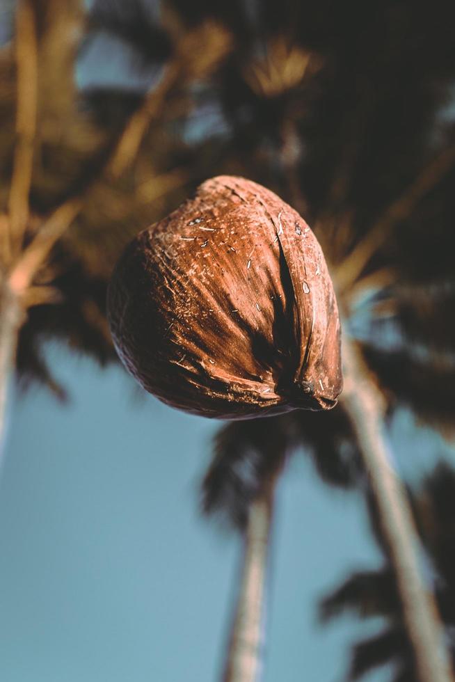 Kokosnuss, die vom Baum fällt foto
