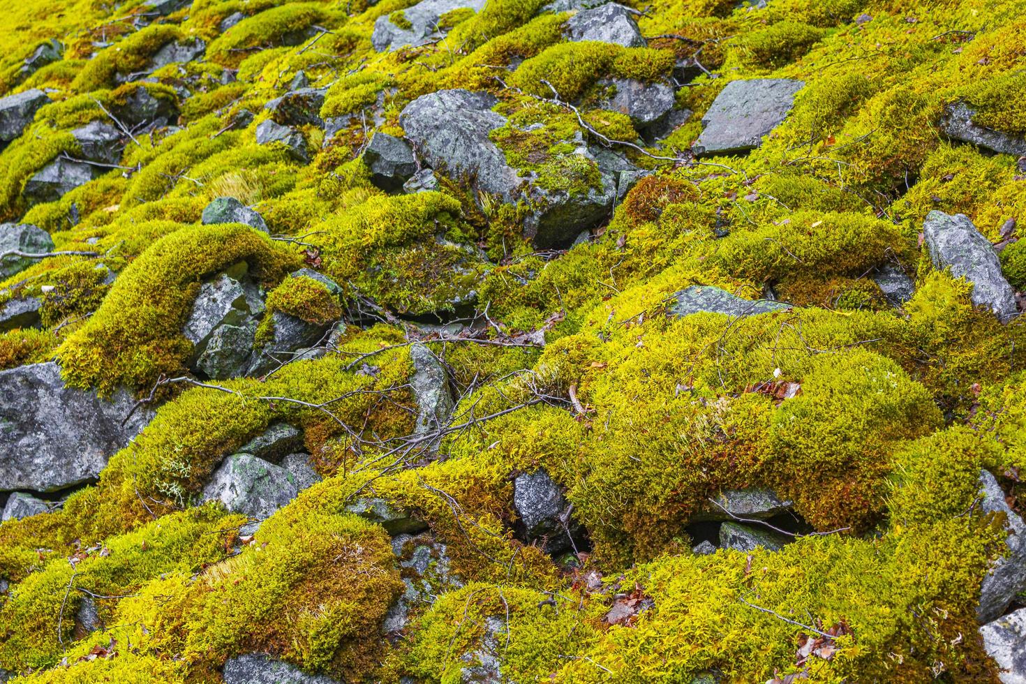 Steinfelsenbeschaffenheit mit grüngelber orangefarbener Moosflechte Norwegen. foto